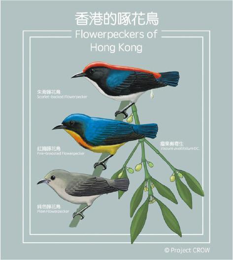 精美插圖——Matthew大學時修讀視覺藝術，在Project CROW facebook專頁中的鳥類介紹圖皆由他親手繪畫。（Project CROW fb圖片）