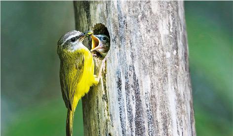 嗷嗷待哺——凱靈說，成年鳥覺得幼鳥嗷嗷待哺的黃色小嘴非常可愛，所以不論是否自己的後代，牠們都有餵養的衝動。（受訪者提供）