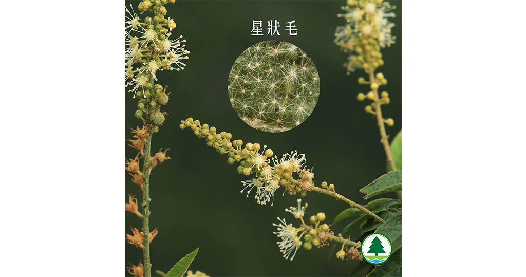 香港原生植物 漁護署5月之花 毛果巴豆披毛形狀呈星形 2524 Hot Pick 明報ol網