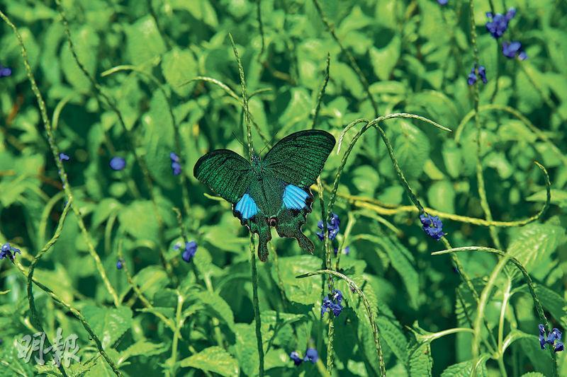 巴黎翠鳳蝶--巴黎翠鳳蝶是保育區的常客，體型較大，加上黑色的翅膀背面有兩個藍色斑紋，遠遠看到已非常吸睛！若仔細觀察，整對翅膀都佈滿翠綠色的「 閃粉」，在陽光下熠熠生輝。（黃志東攝）