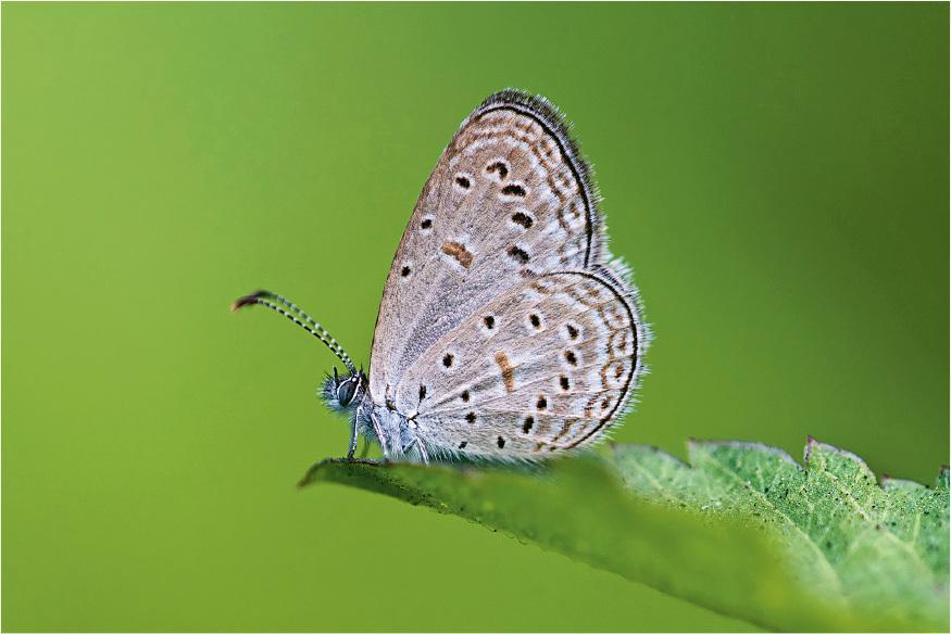 長腹灰蝶--在香港非常罕見的長腹灰蝶，又被稱為迷你藍灰蝶，名副其實十分迷你，展開雙翅也比指頭小，要找牠需落足眼力。（環保協進會提供）