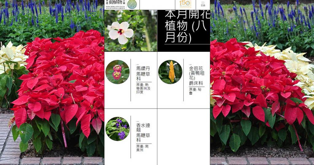 香港動植物公園八月開花植物（香港動植物公園網站截圖）