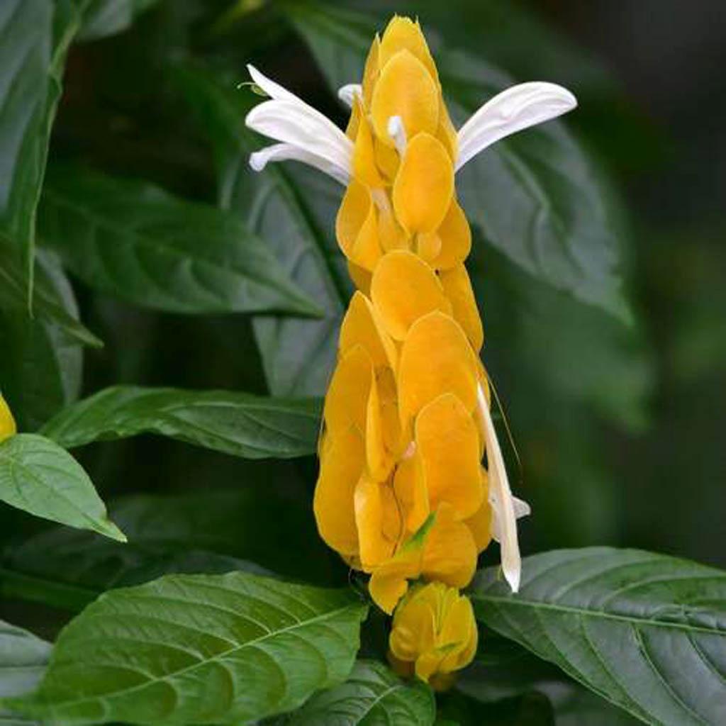 金苞花（黃鴨咀花）（香港動植物公園網站圖片）