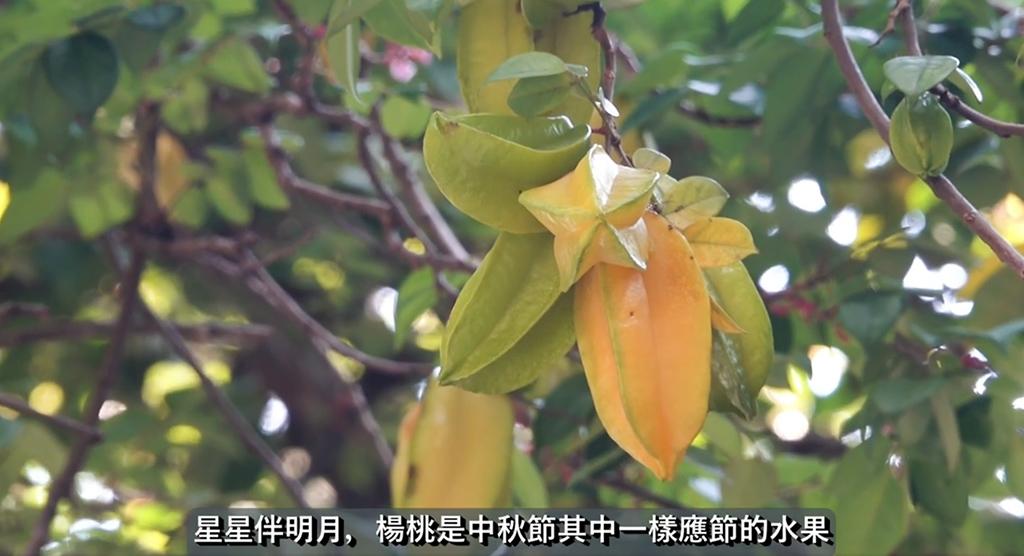 楊桃的果實橫切面狀似星星，是中秋節應節的水果。（康文＋＋＋facebook片段截圖）