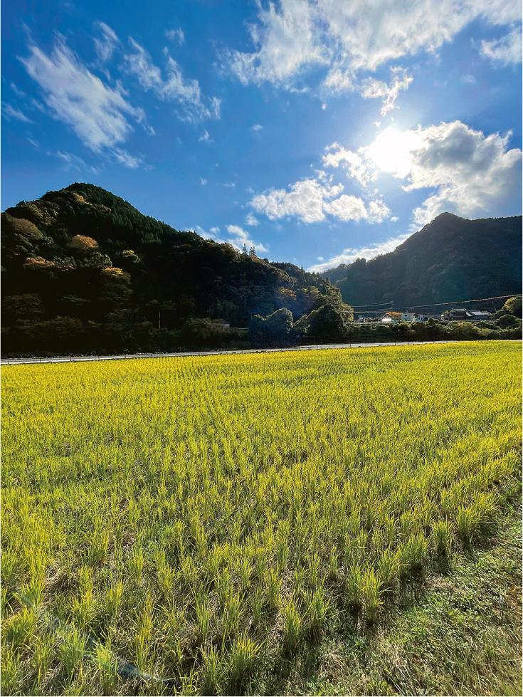 沿途經過一片金黃稻田，十分寫意。（Azuki攝）