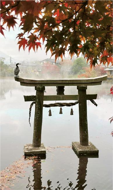「懸浮」鳥居--如懸浮在湖上的鳥居，紅葉映襯下別具韻味。（Azuki攝）