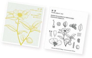 香港原生植物掛牆月曆（$120；預購價$90，11月30日止；運費另計）（香港中文大學出版社提供）