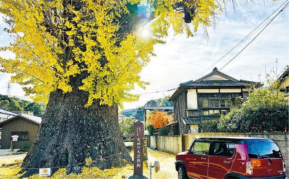 有田大公孫樹——每年11月下旬，有田大公孫樹的樹葉就會轉成金黃色。（Onki攝）