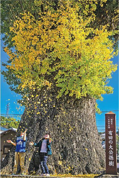 估計樹齡千年的有田大公孫樹近30米高。（Onki攝）