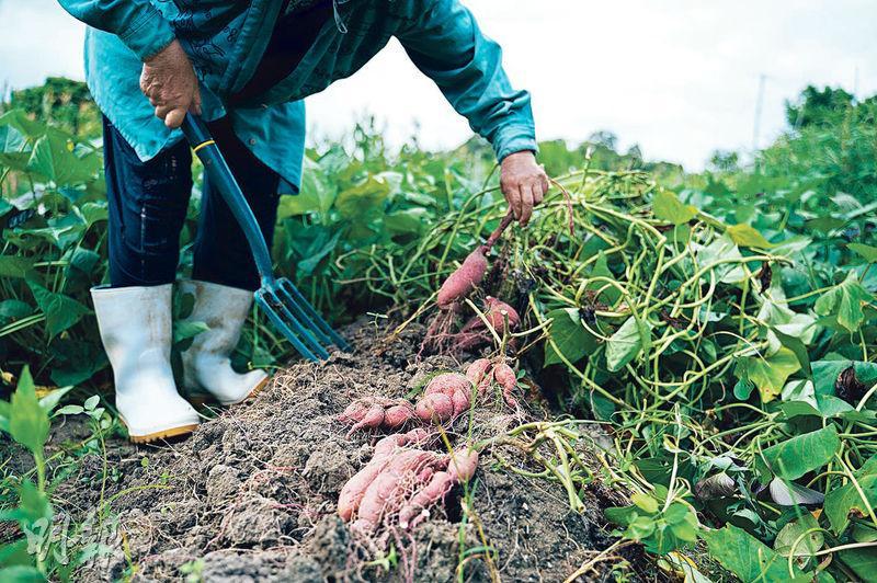 種植番薯時要將土壤堆成山丘般。當土壤裂開、葉子枯黃，即代表番薯成熟，可以撥開及割下葉子，翻開泥土挖掘番薯。（林靄怡攝）