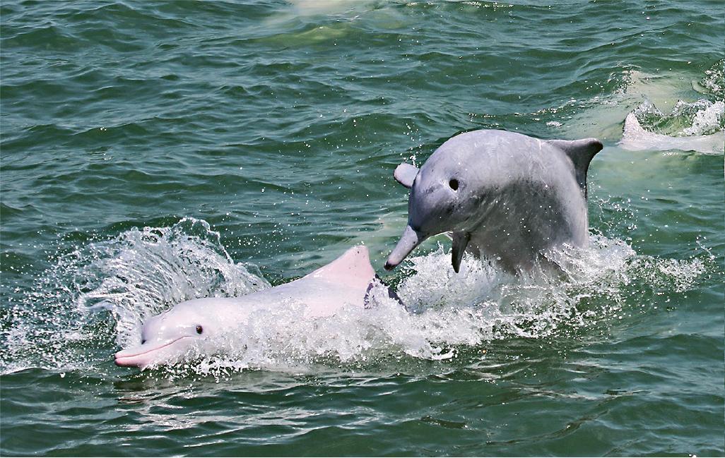 【社交】海豚群落之間也能觀察到社交行為，如海豚會用身體跟同伴碰撞，有時會咬對方，咬到對方背部有牙痕。（香港海豚保育學會提供）