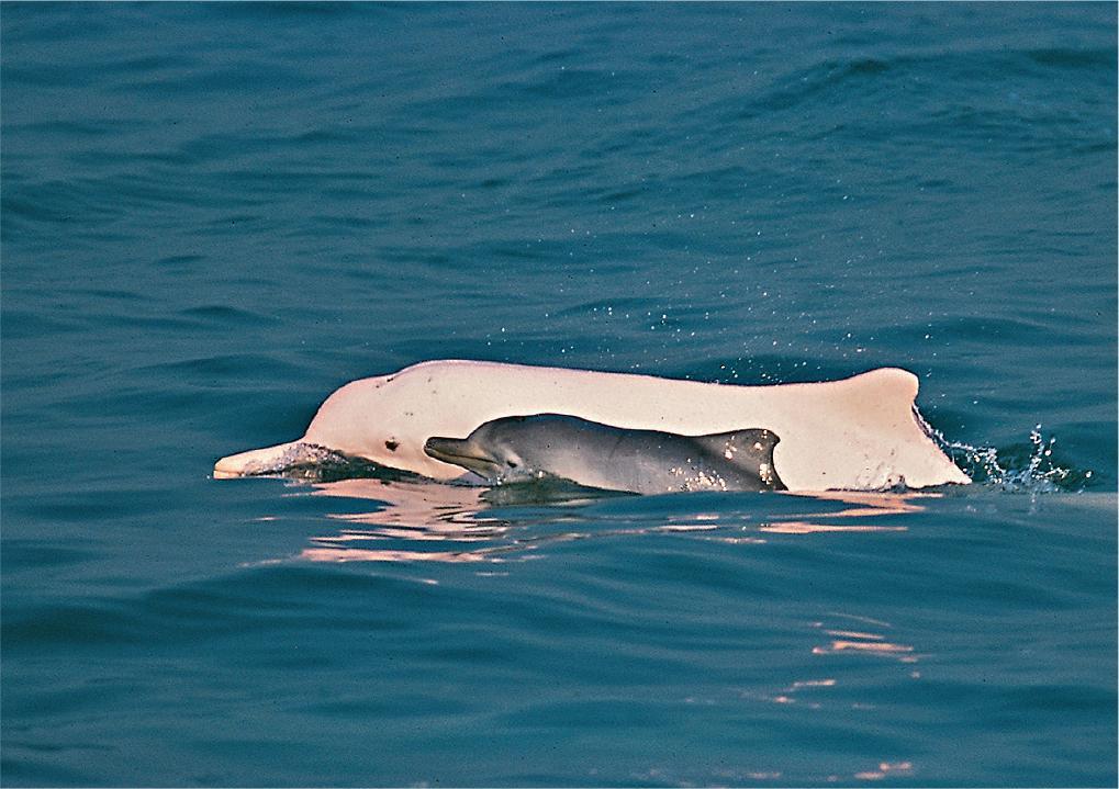 【育兒】照顧幼兒也是較易觀察到的海豚行為，因為成年的中華白海豚是粉紅色，幼兒是灰黑色，「當見到一條大的粉紅色海豚，再加一條細的黑色海豚在一起，好明顯是牠找到一個比較寧靜、沒太多危險、多食物的地方養育幼兒」。如果幼兒體型小、腹部有摺痕，更可推算是剛剛出生，海豚媽媽可能在附近水域生產。「胎摺是牠們在母體中『C字形』地摺起，生出來伸直時，就會有摺過的痕迹。」海豚懷胎11月，一胎只生一條，媽媽生育後會照顧幼兒至少一至兩年，所以約2至5年才會生一條海豚。香港海洋保育學會發現近年中華白海豚幼兒死亡率高，10條海豚中只有約5條能夠長大到兩歲，情况令人擔憂。（香港海豚保育學會提供）