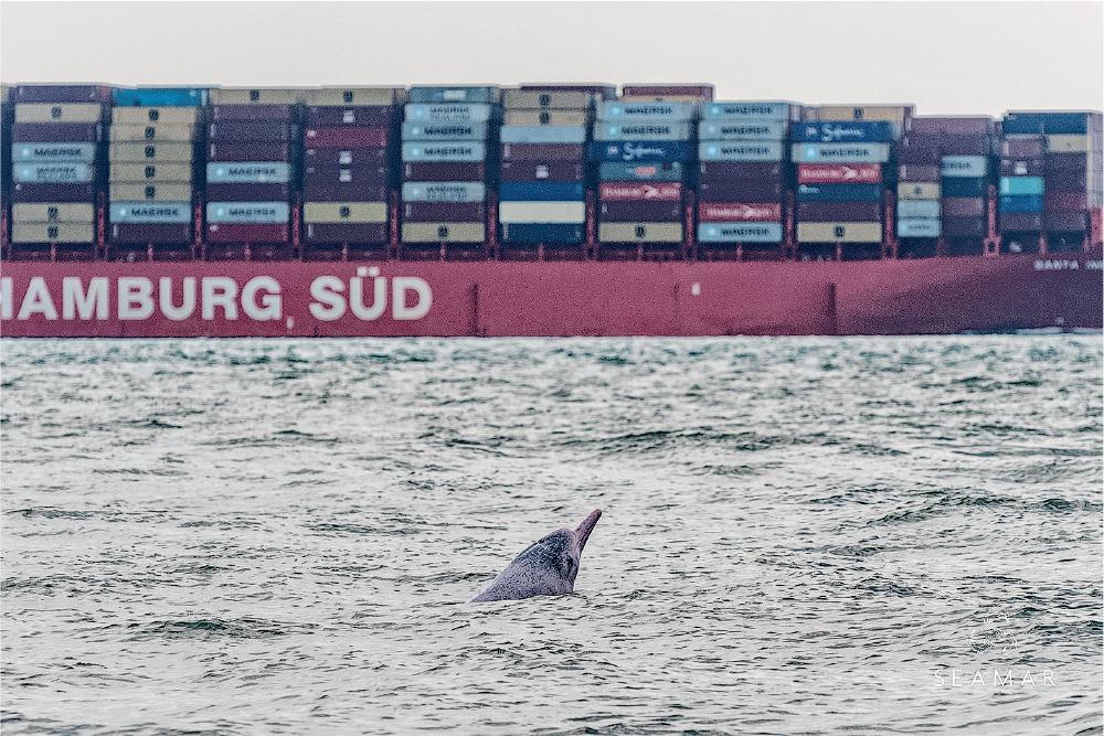 隨中港通關，高速船、貨船復航，覓食的海豚又要冒險穿過航道。（WWF提供）