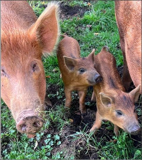 去年Mandy Lieu在網誌上載母豬及小豬照片。（網上圖片）