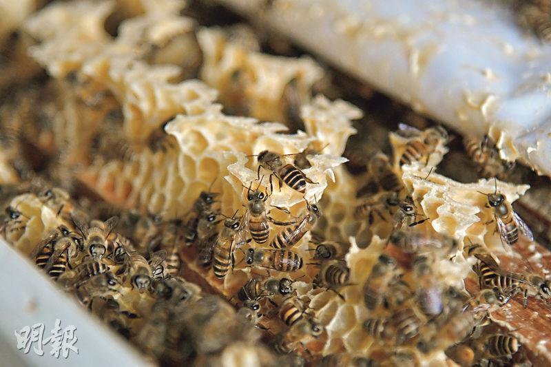 東方蜜蜂——Beetales所飼養的是香港常見的東方蜜蜂。Harry指，蜜蜂是溫馴又脆弱的昆蟲，希望更多人可以透過城市蜜蜂保育中心近距離接觸牠們，消除負面印象。（黃志東攝）