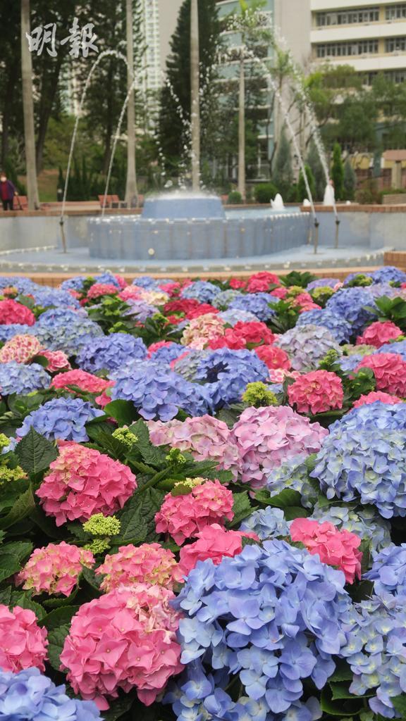 柴灣公園繡球花，攝於2月14日。（陸秋燕攝）