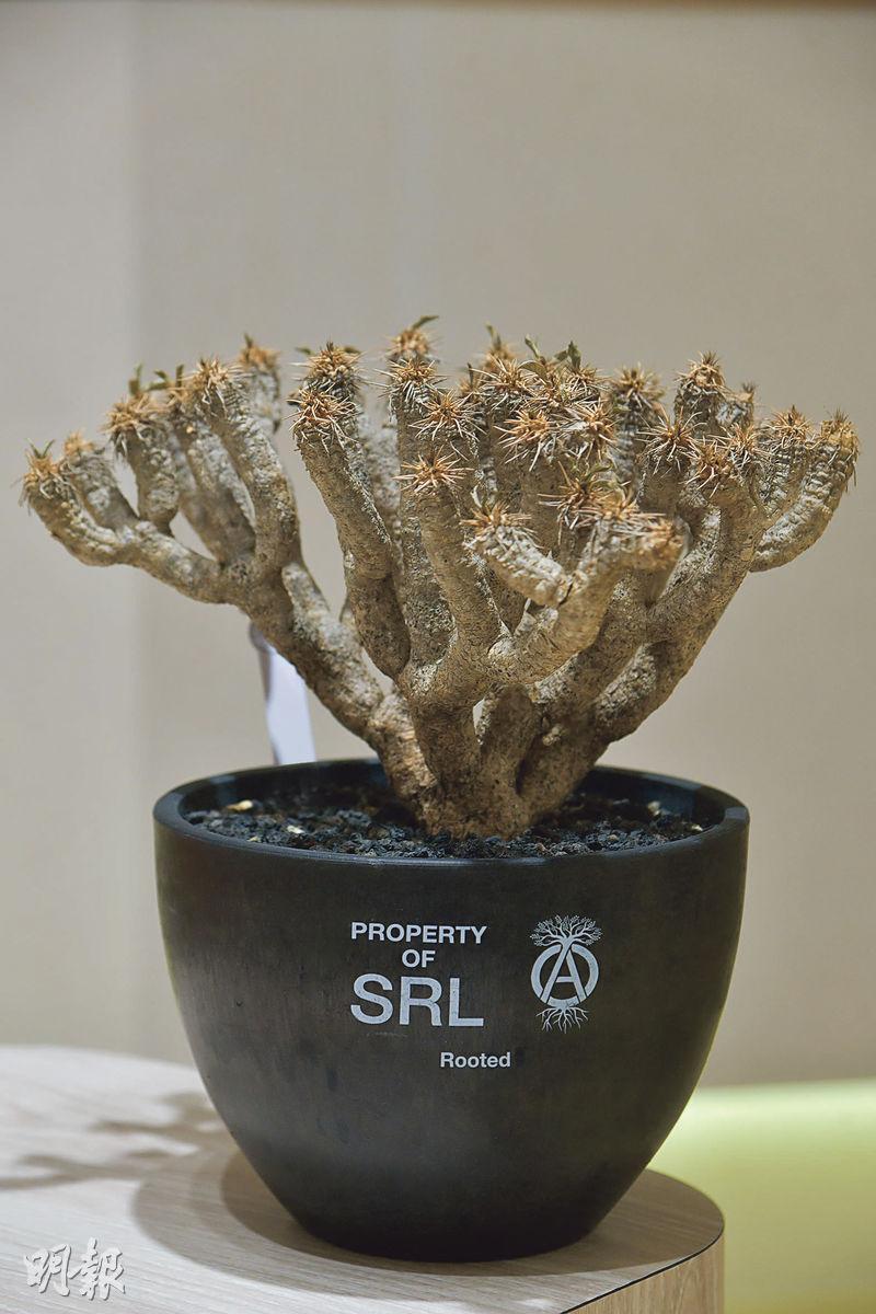 大戟科稀有品種鬼棲閣，狀似珊瑚。（$4279，牙木部）（黃志東攝）