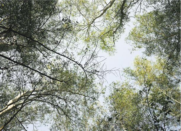 藍天青竹——在溪頭自然教育園區，抬頭是青竹與藍天，讓人忘憂。（陳卓君攝）