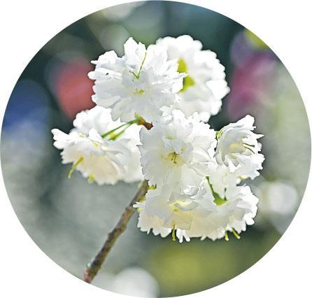 台灣雪櫻是最受矚目的新品種櫻花，經過多年培育醞釀，花開雪白如雲朵。（陳卓君攝）