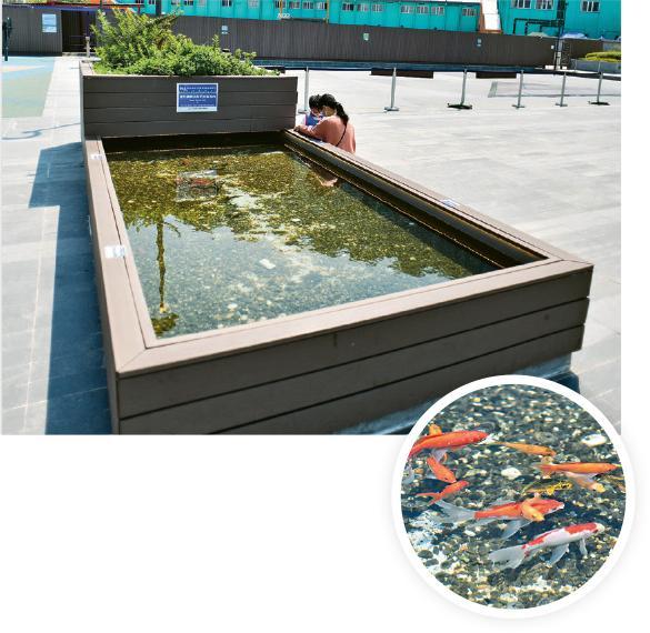 魚菜共生池--這裏有魚菜共生池，並種植辣椒、薄荷等植物予公眾欣賞。（黃志東攝）