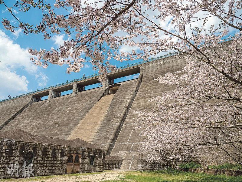西山水壩——西山水壩是長崎賞櫻的秘點。（卓文慧攝）
