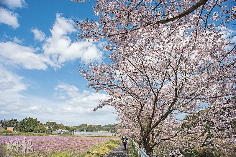 遊人不多的戶根川櫻花，走得相當舒服，周邊還有町民的花田。（卓文慧攝）