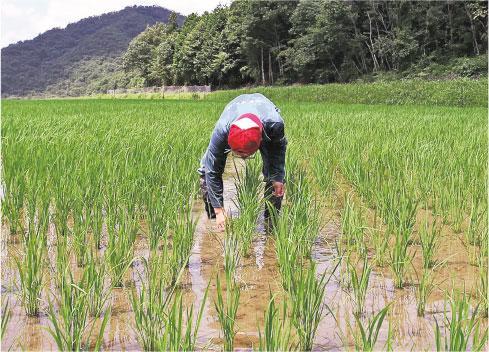 栽種稻米——久野九平治認為，必須自己栽種稻米，才能明白釀酒的意思。（品牌提供）