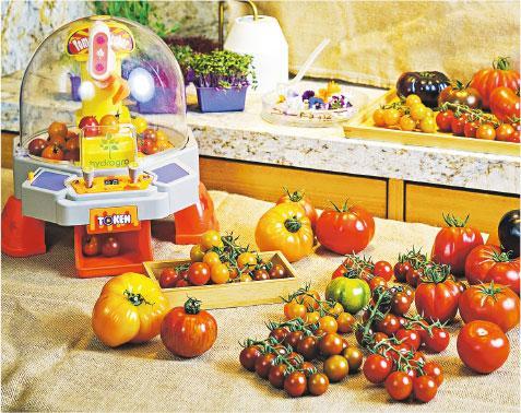特設的「水耕番茄專區」提供水果番茄，更有充滿童趣的tomato catcher夾番茄機供小朋友又玩又食。（酒店提供）
