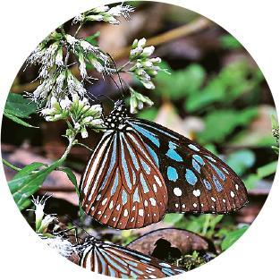 保育類蝴蝶--賞螢之外也可以賞蝶，這裏聚集了70種以上的蝴蝶，包括保育類的青斑蝶（圖）、黃裳鳳蝶和台灣紋白蝶等。（蝴蝶谷溫泉渡假村提供）