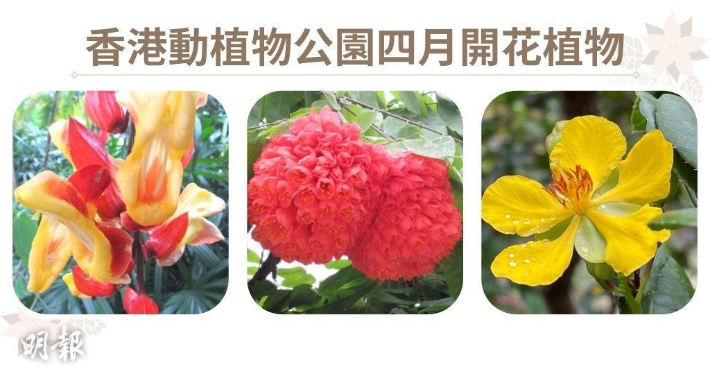 香港動植物公園四月開花植物，左起：黃花老鴉嘴、繡球樹、桂葉黃梅（香港動植物公園網站圖片/明報製圖）