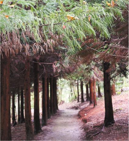 沿途風光——步道全程約5公里，沿途經過竹林、楓香亭等，即可抵達有千年紅檜分佈的神木區。（陳卓君攝）