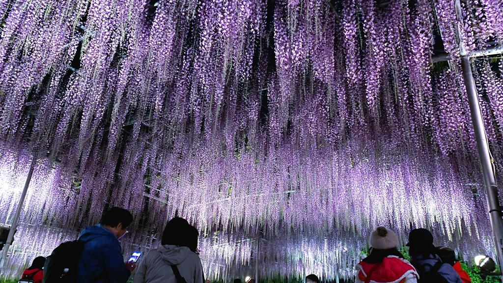 日本足利花卉公園的紫藤花（Ashikaga Flower Park facebook圖片）