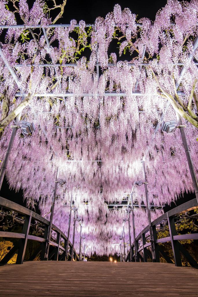 日本足利花卉公園的紫藤花（Ashikaga Flower Park facebook圖片）