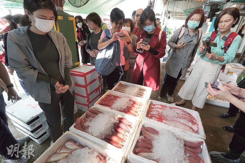 不同魚獲--香港仔魚市場一般不會對外開放，今次參觀的團友可以一睹各式各樣的魚獲，包括紅衫魚、木棉魚等。（李紹昌攝）