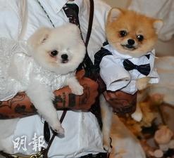 Shiga兩隻愛犬都有出席婚禮儀式，十分可愛。（陳釗攝）
