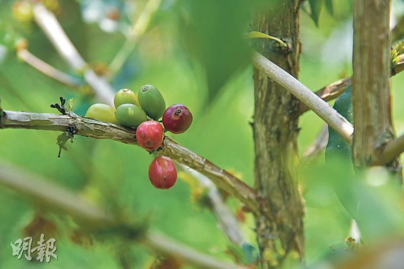 咖啡果實--咖啡果實長至嫣紅色便可採摘。（黃志東攝）