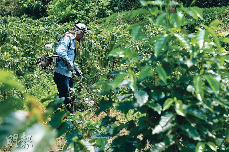 剷除雜草--荔枝窩園內種植了約500棵咖啡樹。農夫正剷除咖啡樹下較高的雜草。（黃志東攝）