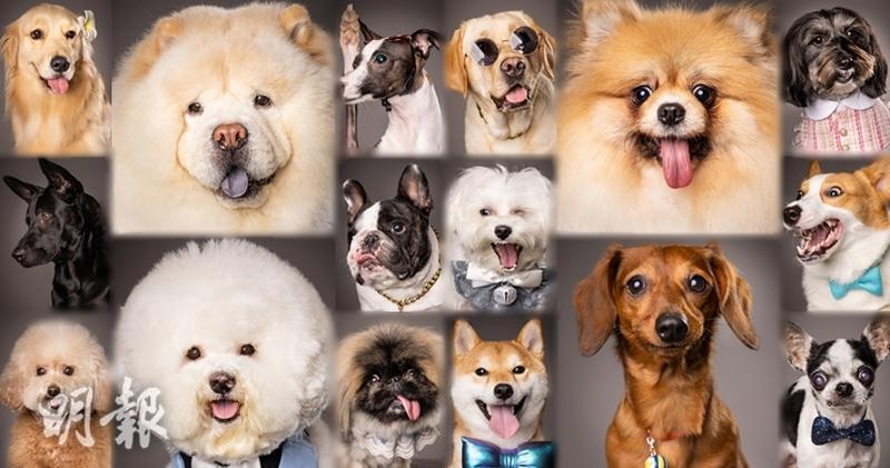 無綫J2舉行香港電視史上首個選美真「狗」騷《超級毛特兒大賽》，16隻入圍狗狗照片曝光。（大會提供 / 明報製圖）