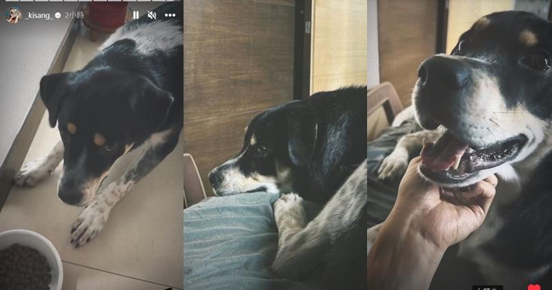 AK連環貼出愛犬照。（Ig圖片）