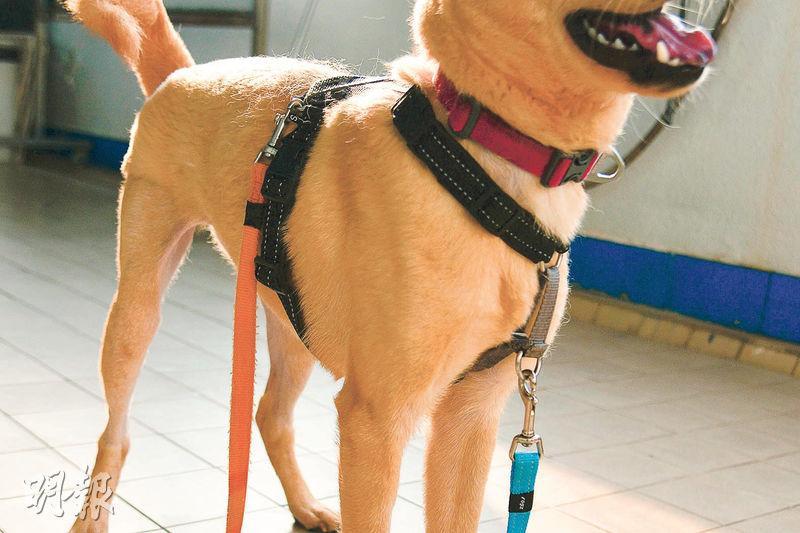 三合一胸帶——這款三合一胸帶包括前扣及後扣，可同時使用兩條狗繩，適合大型犬。前扣有導向功能，寵主可將毛孩轉來面對自己，防止狗向前衝。（$320，香港愛護動物協會）（黃志東攝）