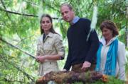 2016年9月26日，威廉與凱特走進大熊雨林（Great Bear Rainforest）觀賞自然生態。（法新社）