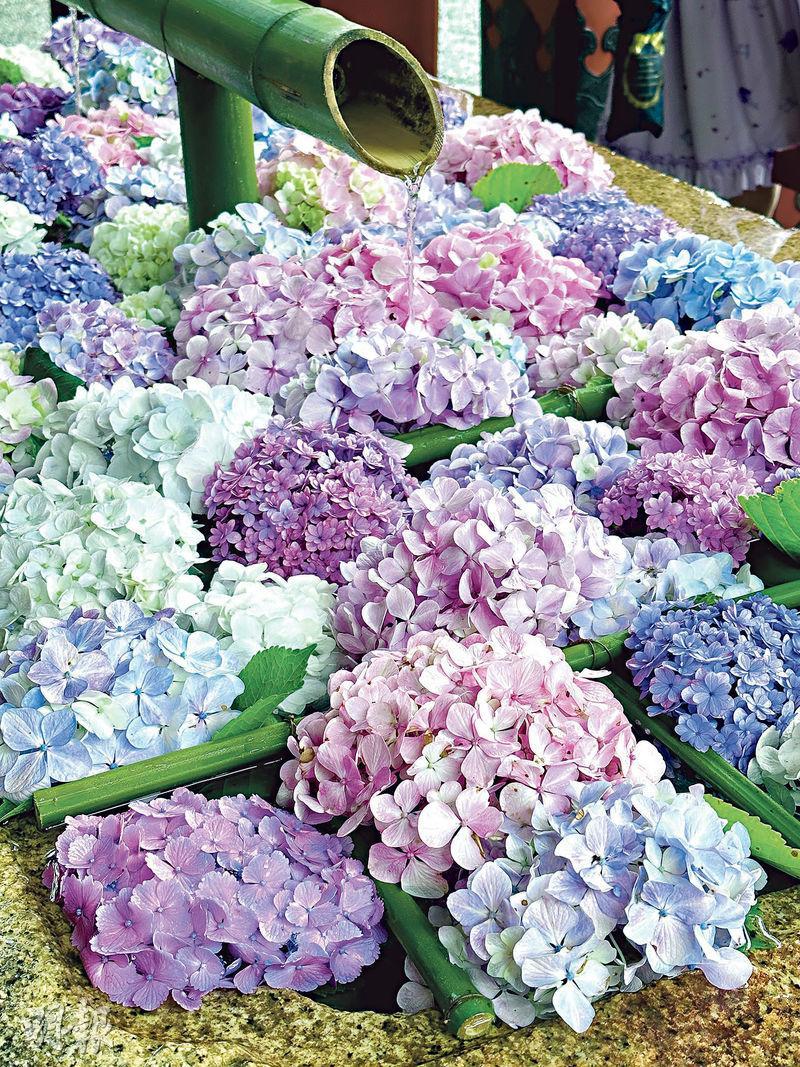 花手水--鶴岡八幡宮在門前的手水舍放滿鮮花來裝飾，善信遊人忍不住掏出手機拍下最美一刻。（胡慧敏攝）