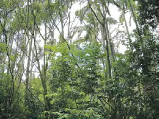 大望檳榔公園綠意盎然，大樹蔽天。（蔡朗清攝）