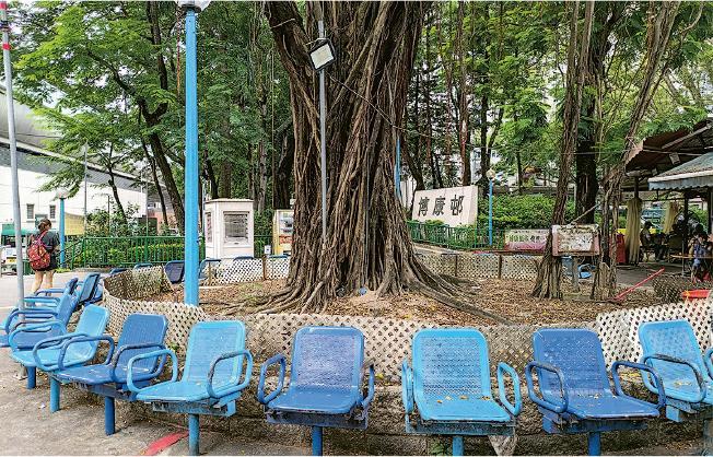 博康邨裏可見這種圍繞大樹放置的椅子，組成一個大圈，蔚為奇觀。（黃宇軒提供）