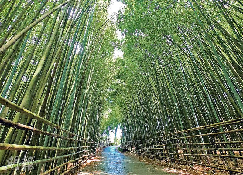竹林秘境--彷彿與世隔絕的泰安烏嘎彥竹林秘境，被譽為媲美日本京都嵐山竹林，吸引不少遊客來行山。（蔡朗清攝）