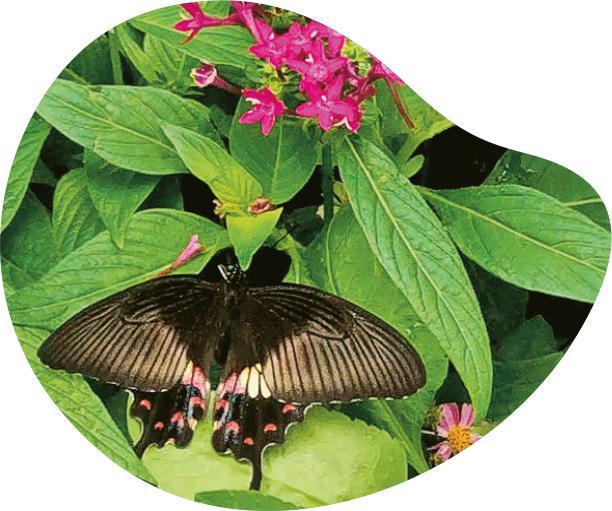 圖為玉帶鳳蝶，是在該校蝴蝶園出生的第一隻蝴蝶。（受訪者提供）