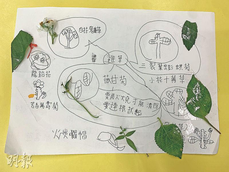 謝子希在參與鳳園導師的課堂後，自發製作植物分類圖，貼上葉子以記認。（馮凱鍵攝）