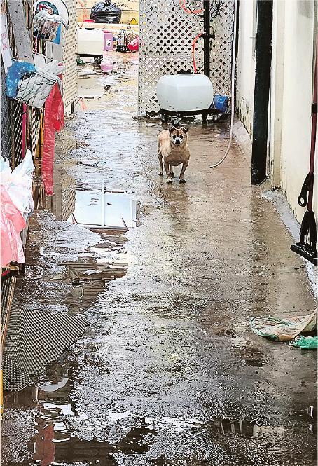 阿棍屋今次所有狗區均有水浸，受災極之嚴重。（阿棍屋fb圖片)