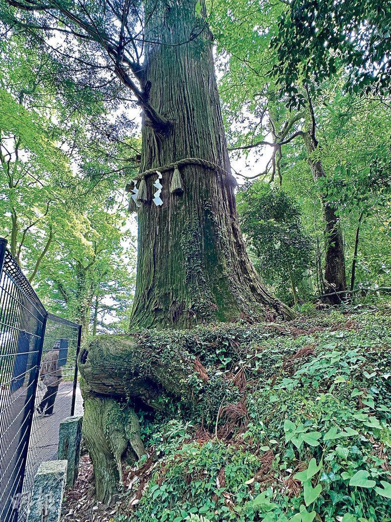 章魚杉--山中長了很多神杉，其中章魚杉根部蜷曲如八爪魚，相傳開山時大杉因阻路差點被砍，就在砍樹前一晚，神杉將根部縮起讓出通道，避過一劫。（胡慧敏攝）