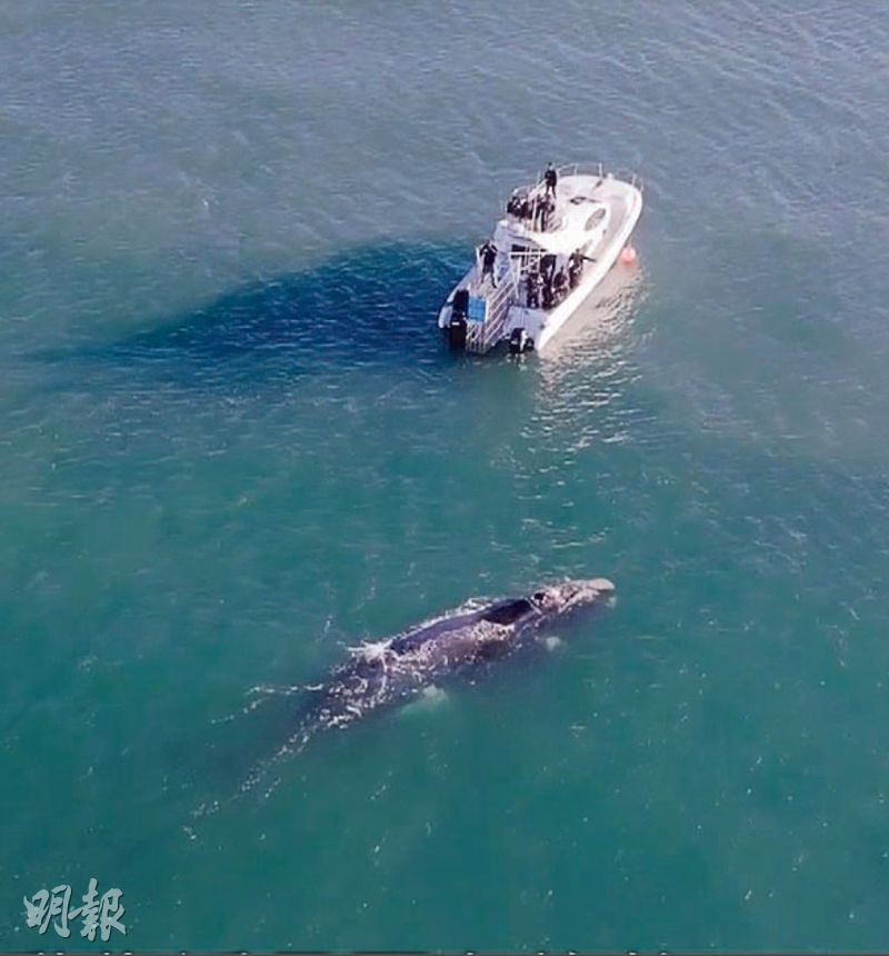 Mike導兩度租船出海拍攝，雖未見到大白鯊，但幸運地遇上南露脊鯨。（視頻截圖）